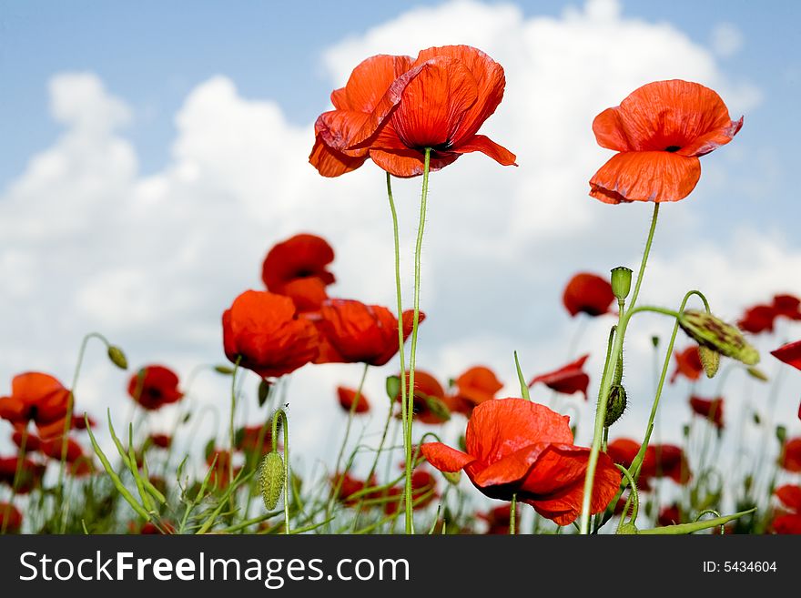 Red poppies amongst green plant