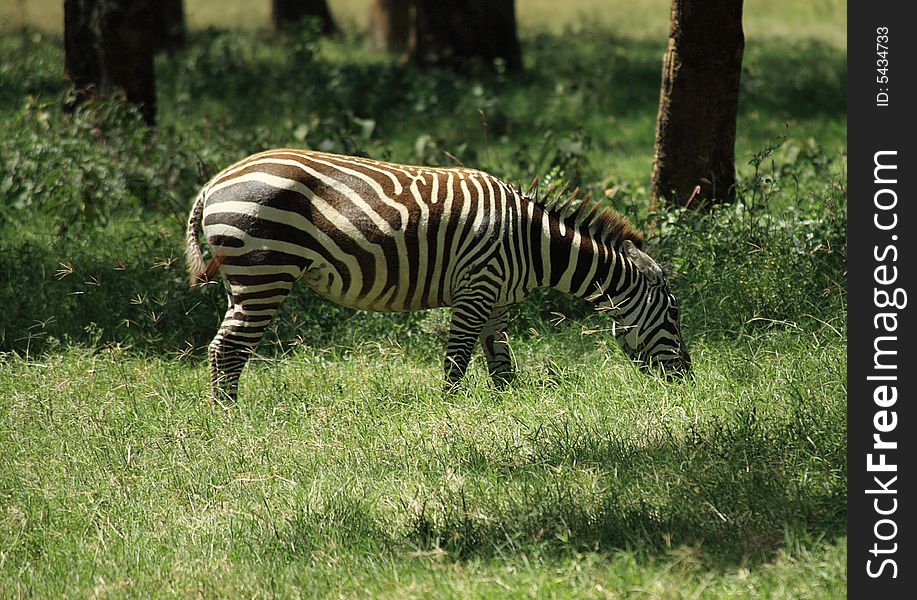 Zebra eating grass in Kenya Africa