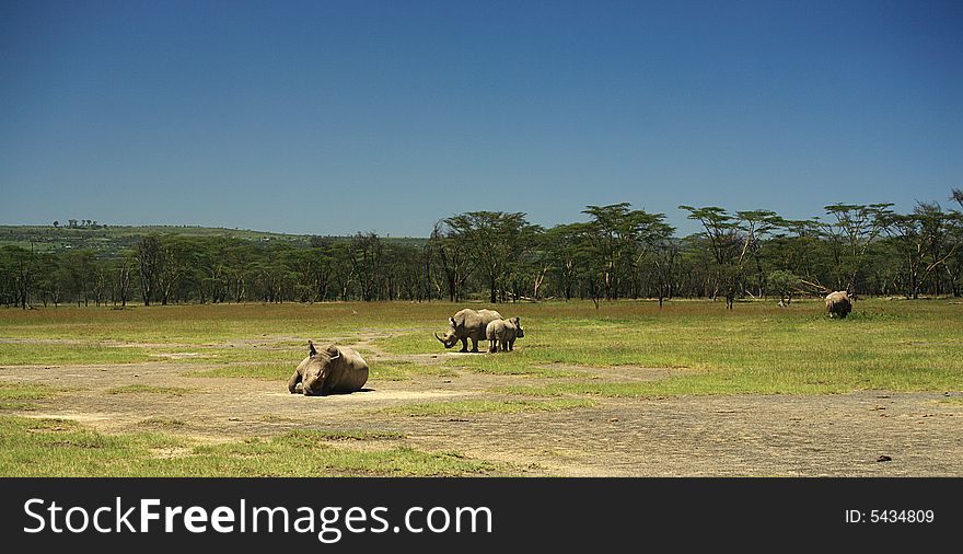 Rhino At Lake Nakuru