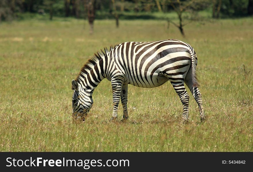 Zebra At Lake Nakuru