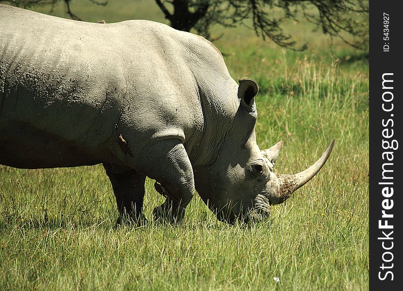 White Rhino with birds sat on him in Kenya Africa. White Rhino with birds sat on him in Kenya Africa
