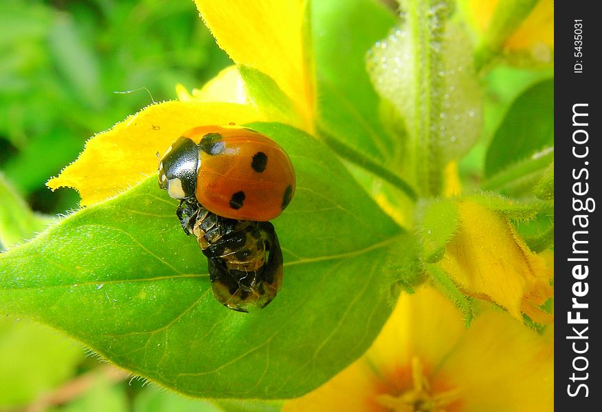 Freshly changed ladybird from the larva to the insect. Freshly changed ladybird from the larva to the insect