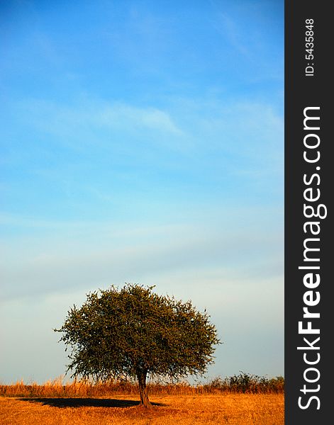 A lonely tree photographed in the Roman countryside