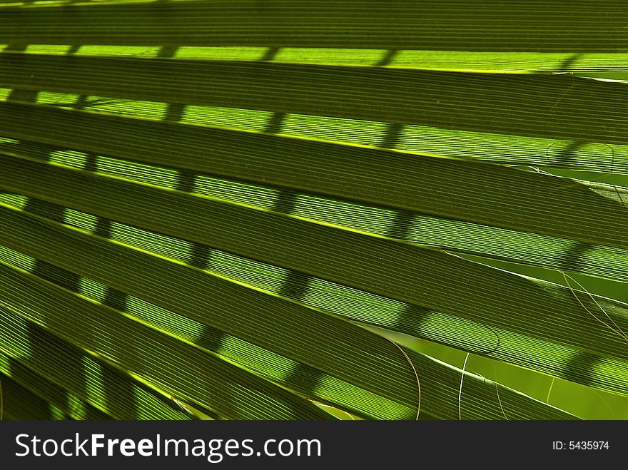 Lines of palm leaf at sun. Lines of palm leaf at sun