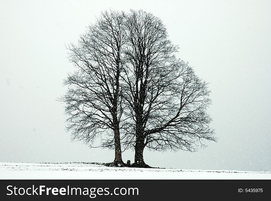 Isolated tree during snowfall in winter. Isolated tree during snowfall in winter