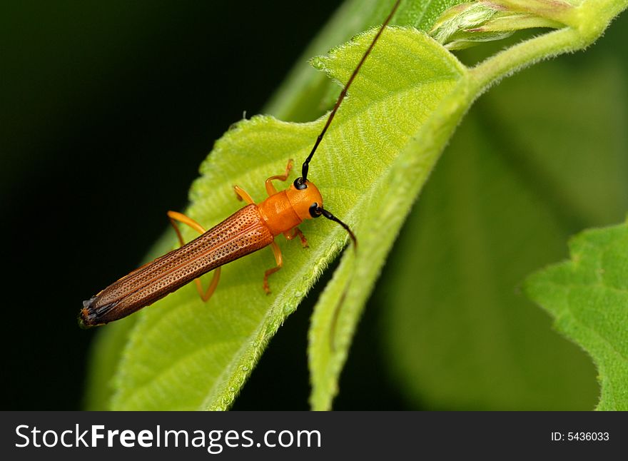 Cerambycidae(Oberea Fuscipennis )