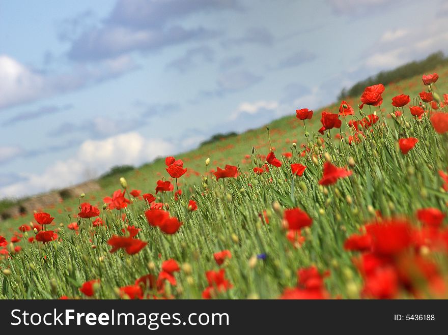 Beautiful wild red papaver flowers growing in sunny meadow. Beautiful wild red papaver flowers growing in sunny meadow.