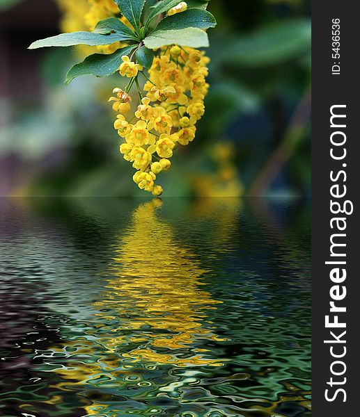 Branch of a tree with yellow colors reflecting on a water