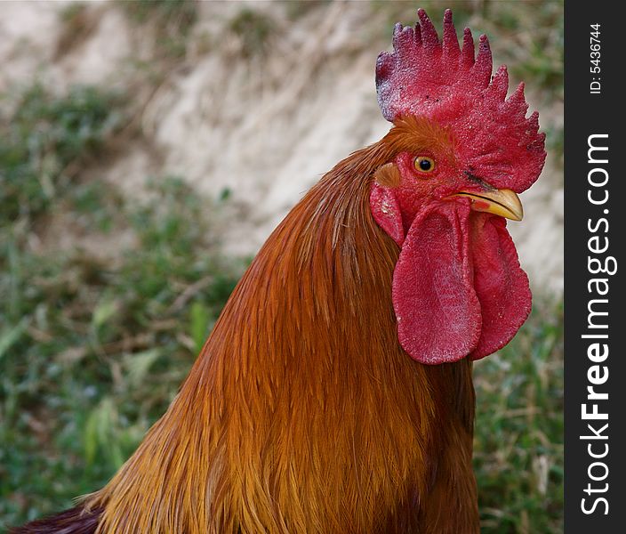 Portrait of a rooster for agriculture or food purpose