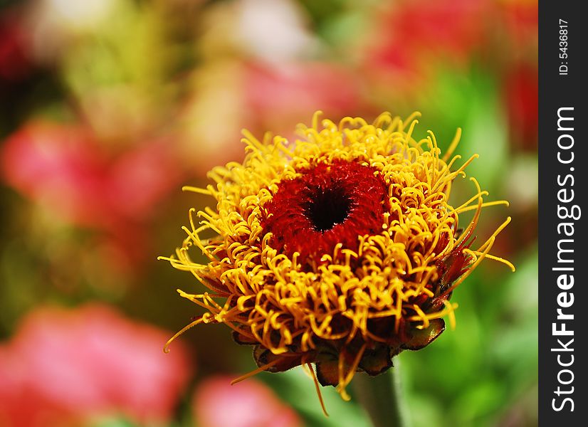 Close-up of a garden flower