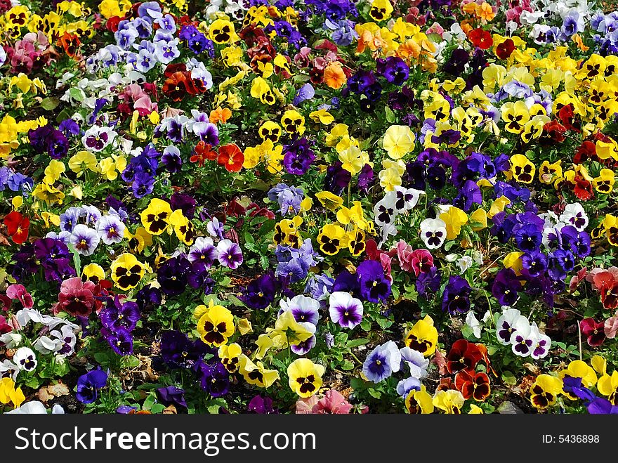 Colorful flower carpet in a park - pansies.