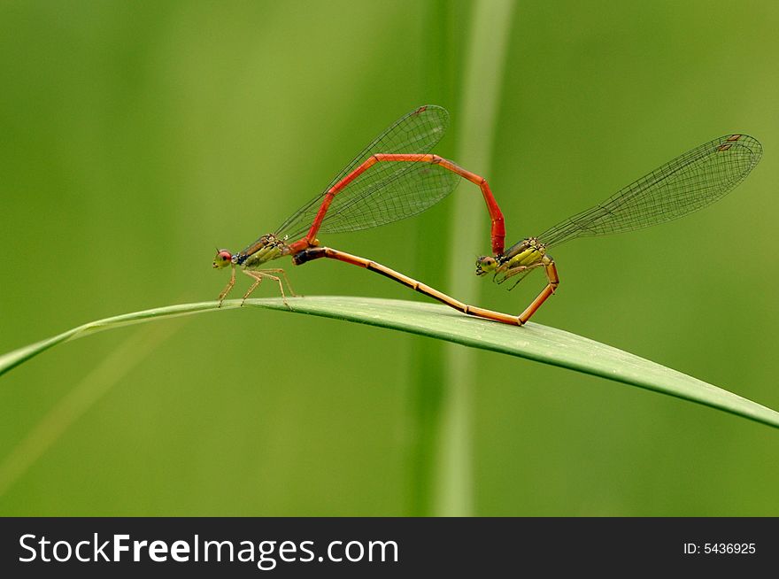 Dragonfly (Agriocnemis Femina)