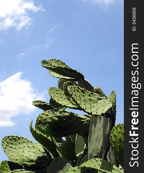 Opuntia ficus-indica on sky background  a typical mediterranean plant