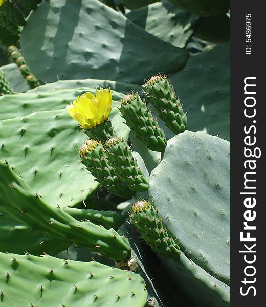 Flower of Opuntia ficus-indica  a typical mediterranean plant