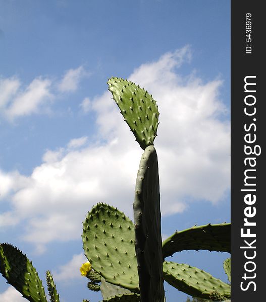 View of Opuntia ficus-indica  a typical mediterranean plant