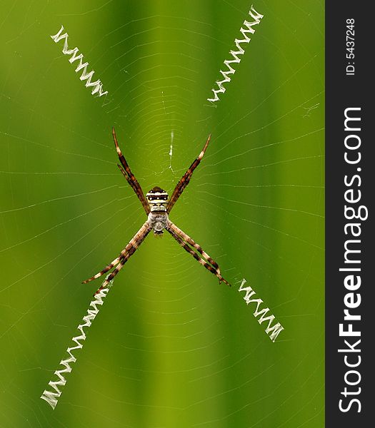 Spider[Argiope Aetheroides (Yin Et Al.) ]