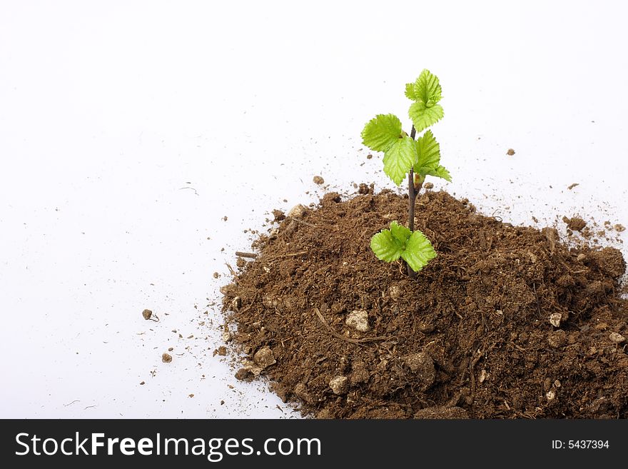 A small sapling growing in a pile of dirt on white