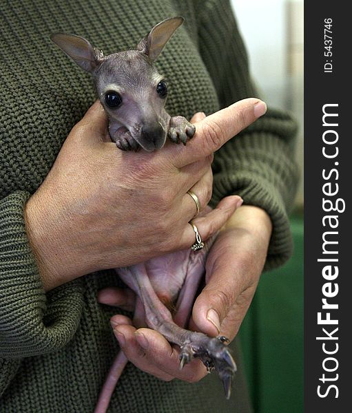 A suckling of a cangaroo in human hands. A suckling of a cangaroo in human hands