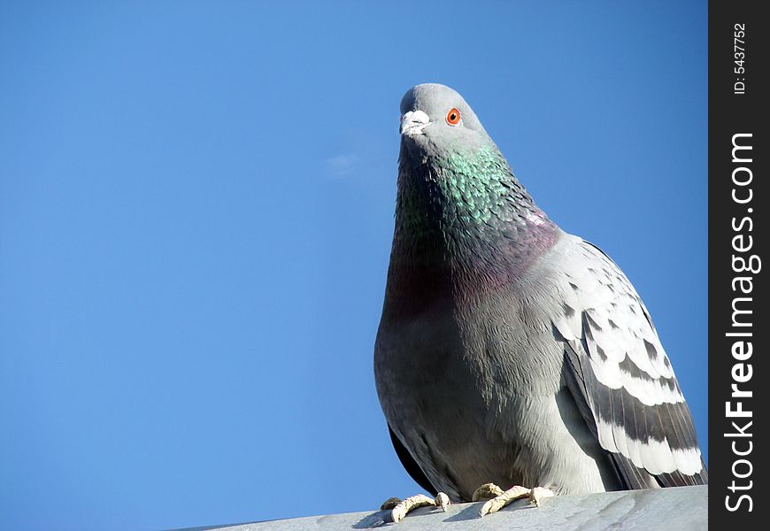 Pigeon in the sky's background