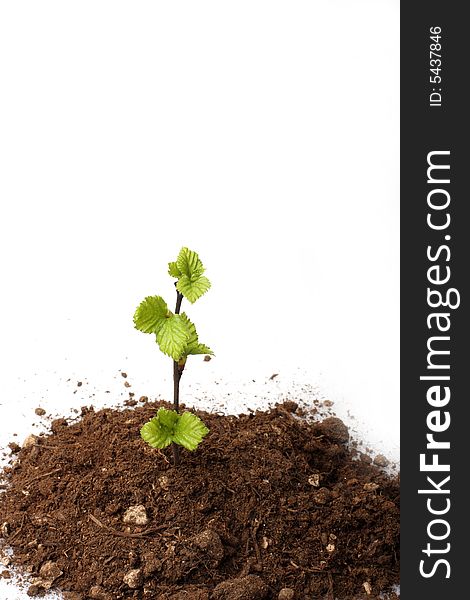 A small sapling growing from a pile of dirt, isolated on white, concept shot depicting hope. A small sapling growing from a pile of dirt, isolated on white, concept shot depicting hope
