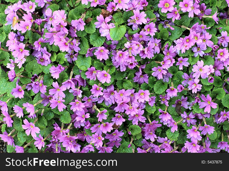 A bunch of pink flowers growing on a small shrub. Intense colour gives almost painterly effect, natural colors and light. A bunch of pink flowers growing on a small shrub. Intense colour gives almost painterly effect, natural colors and light