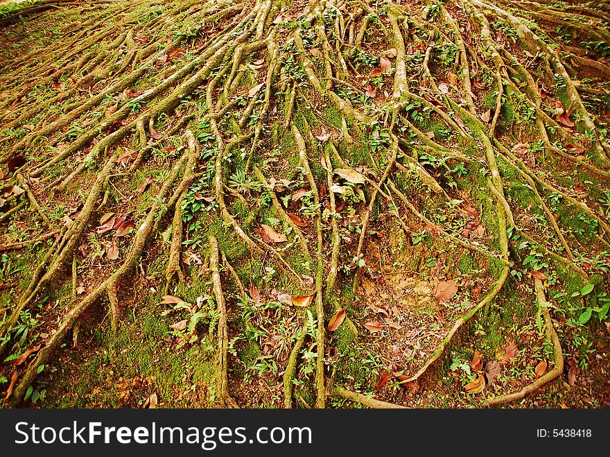 Many roots of a tropical tree. Many roots of a tropical tree