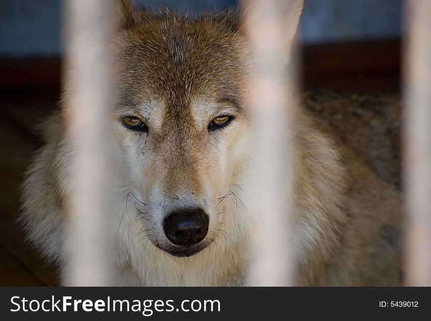 Wolf, wild animal in prison. Danger. Wolf, wild animal in prison. Danger.