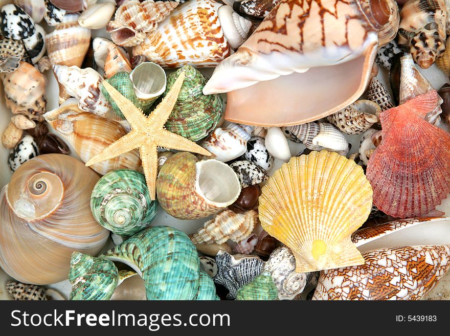 Colorful seashells background and star
