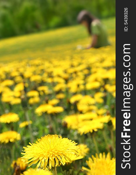 Big beautyfool yellow dandelions and young girl