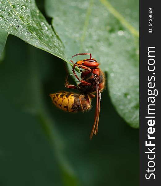 Close up of hornet on the  leaf