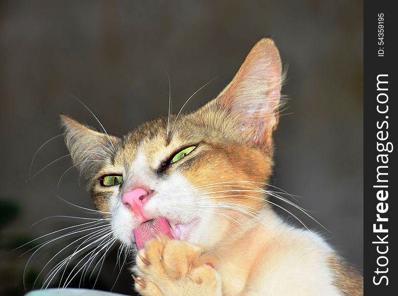 green eyed Cat licking the leg