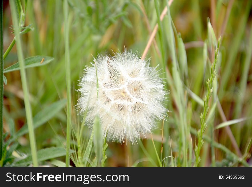 A dandelion in the meadow fragile, beautiful and alone. A dandelion in the meadow fragile, beautiful and alone
