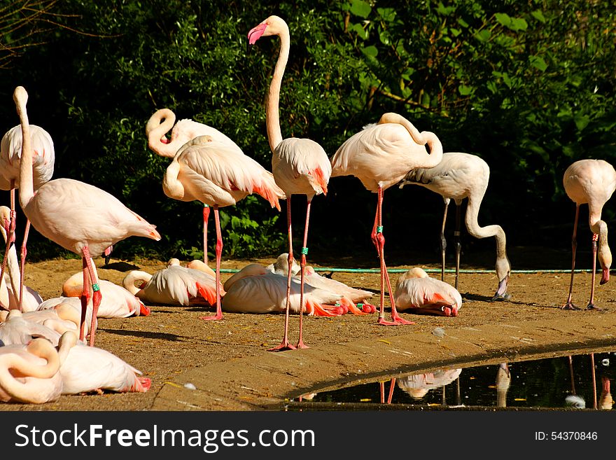 Flock of flamingos on the banks of the water. Flock of flamingos on the banks of the water