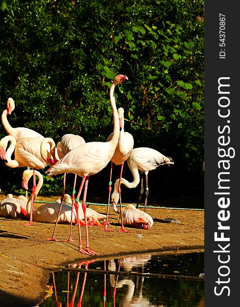 Flock of flamingos on the banks of the water. Flock of flamingos on the banks of the water