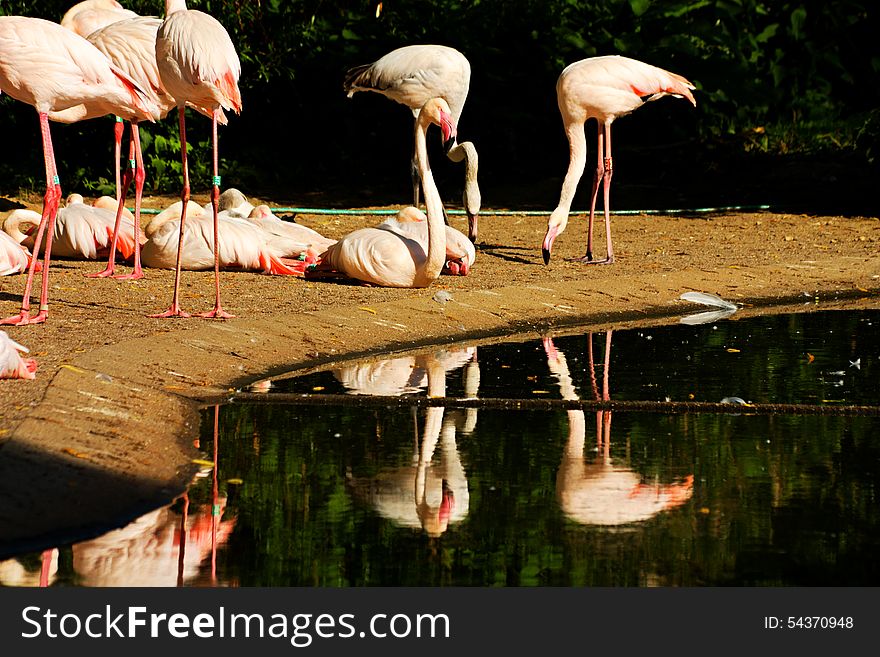 Flock of flamingos on the banks of the water. Flock of flamingos on the banks of the water