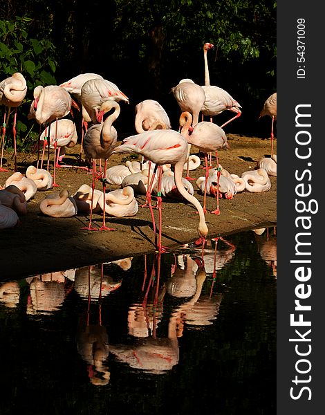 Flock of flamingos on the banks of the water. Flock of flamingos on the banks of the water