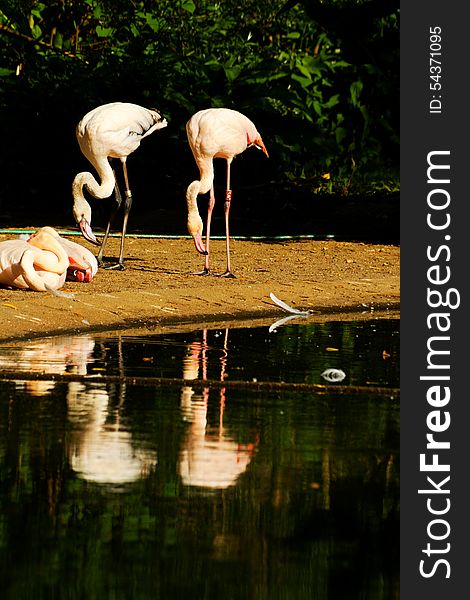 Flock of flamingos on the banks of the water. Flock of flamingos on the banks of the water