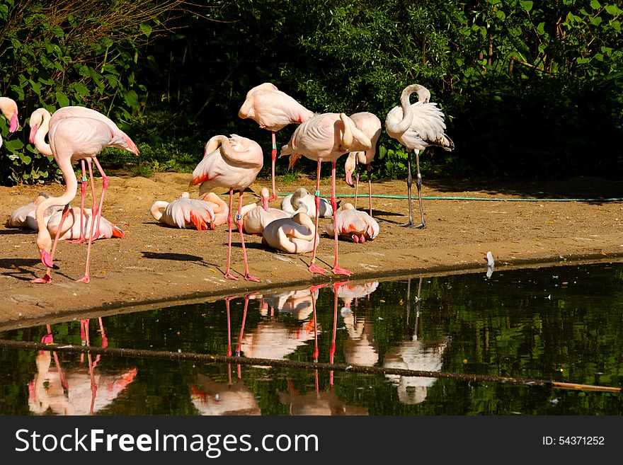 Flock of flamingos on the banks of the water. Flock of flamingos on the banks of the water