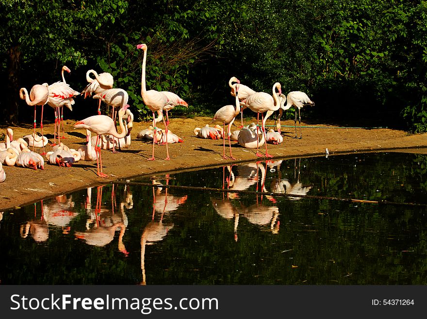 Flock of flamingos on the banks of the water. Flock of flamingos on the banks of the water