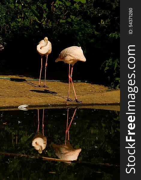 Flock of flamingos on the banks of the water. Flock of flamingos on the banks of the water