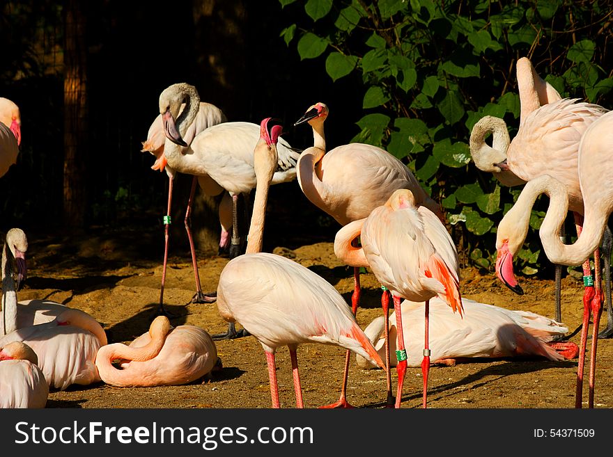 Flock of flamingos on the banks of the water. Flock of flamingos on the banks of the water