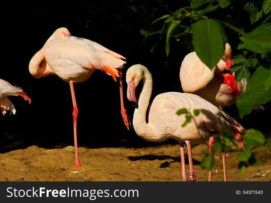 Flock of flamingos on the banks of the water. Flock of flamingos on the banks of the water