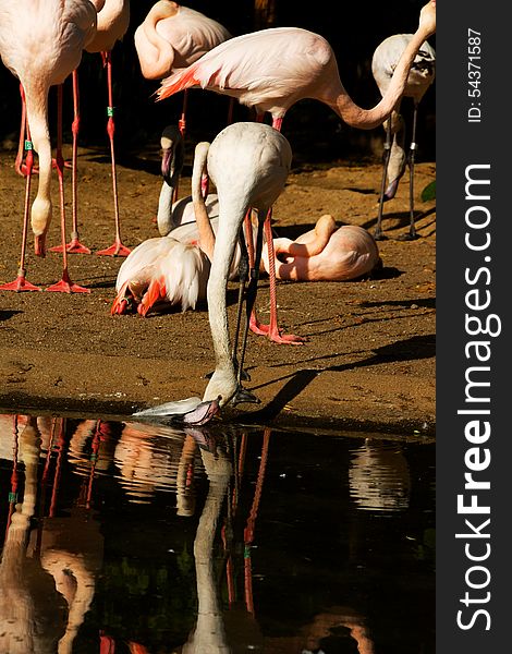 Flock of flamingos on the banks of the water. Flock of flamingos on the banks of the water