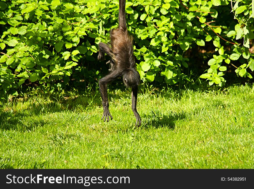 Geoffroy s spider monkey