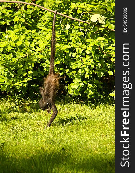 Little monkey swinging on a branch, monkey hanging on the tail. Little monkey swinging on a branch, monkey hanging on the tail