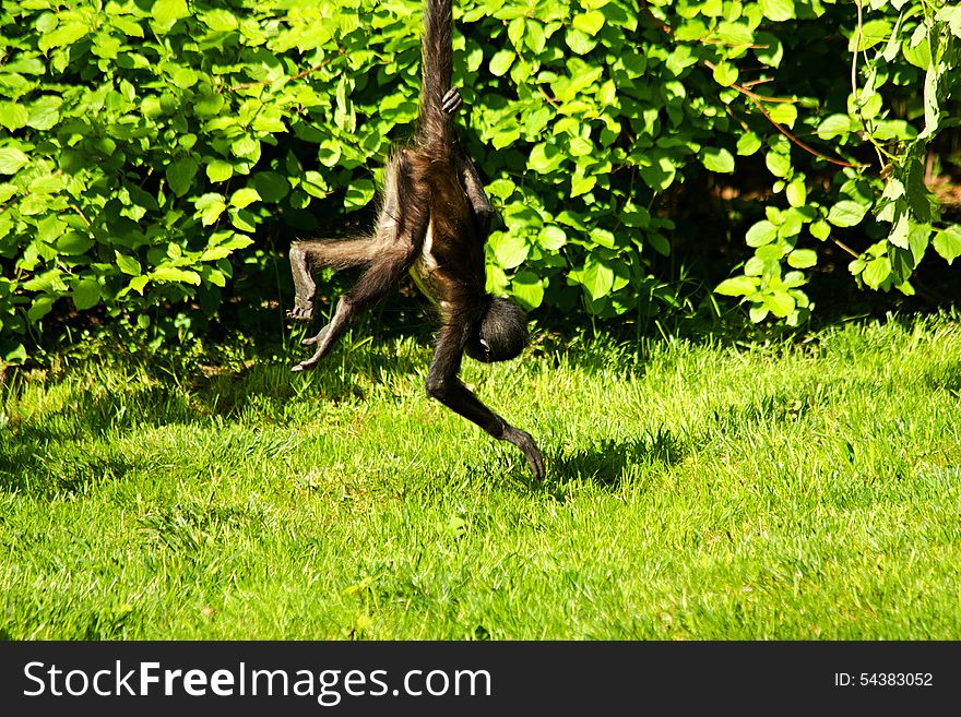 Little monkey swinging on a branch, monkey hanging on the tail. Little monkey swinging on a branch, monkey hanging on the tail