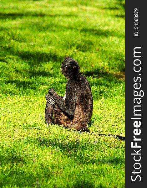 Black monkey sitting in the grass. Black monkey sitting in the grass