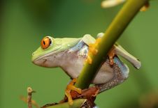 Red Eyed Tree Frog Stock Images Red Eyed Tree Frog Stock Images