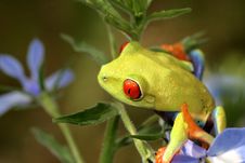 Red Eyed Tree Frog Stock Image Red Eyed Tree Frog Stock Image