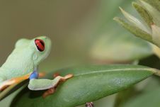 Red Eyed Tree Frog Royalty Free Stock Image Red Eyed Tree Frog Royalty Free Stock Image